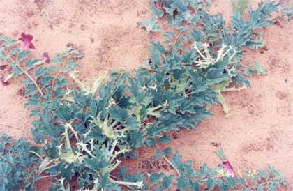 harpagophytum-procumbens