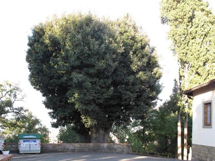 Leccio dei Cappuccini - Montevarchi - AR - Toscana