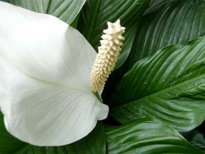 Piante Da Appartamento Spathiphyllum.Piante Che Purificano L Ambiente Domestico Lo Spatifillo Florablog