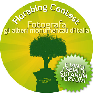 Primo Florablog Contest: fotografa gli alberi monumentali e vinci i semi di Solanum torvum