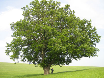 cerro-altamura.jpg