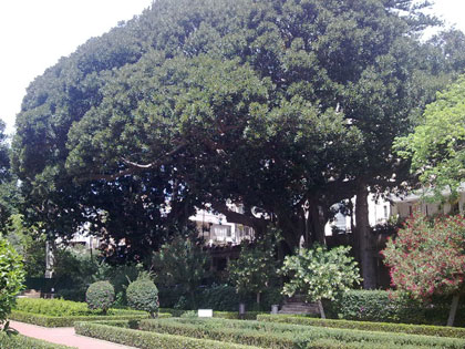 ficus-parco-d-orleans-palermo.jpg