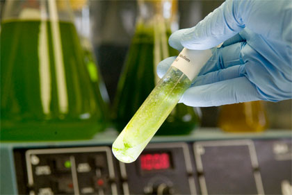 Il Governo americano investe 24 milioni di dollari nella ricerca di biocarburanti derivati dalle alghe