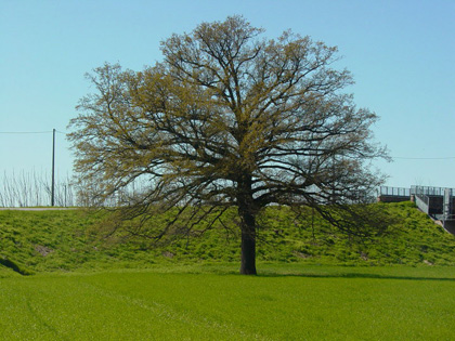 nonna-quercia-01.jpg