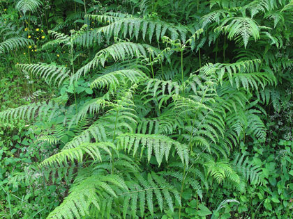 Pteridium aquilinum, la felce aquilina efficace contro gli afidi