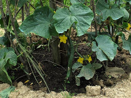 Cosa coltivare nell’orto, c come cetriolo