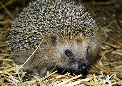 Animali utili nell'orto e in giardino