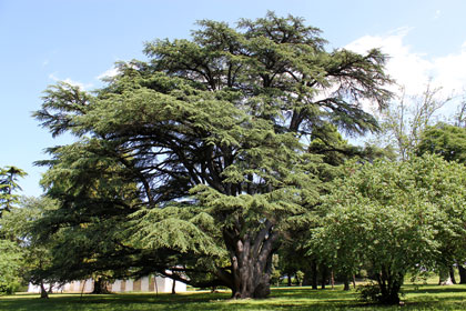 cedro-libano-villa-Paolucci-Merlini-Forl