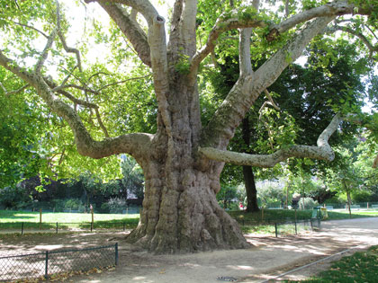 Cartoline da Parigi, l'albero più grande della città