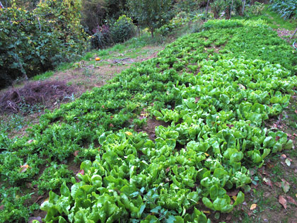 In autunno l'ortolano si riposa... ma non troppo!