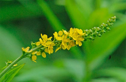 Agrimonia, per la protezione del fegato