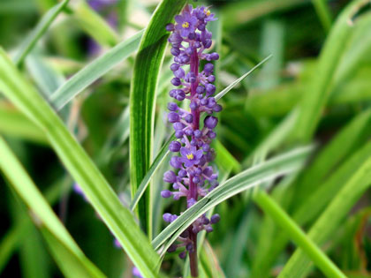 Liriope muscari, note di colore nel grigio autunnale