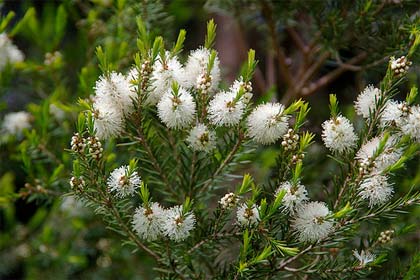 Melaleuca, l'albero del tè contro le infezioni e le micosi