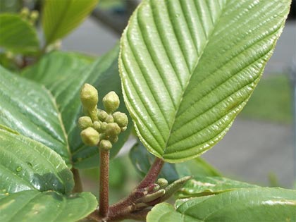 Cascara sagrada, lassativo da usare con attenzione