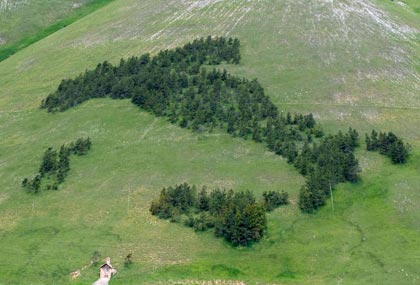 giornanta nazionale degli alberi