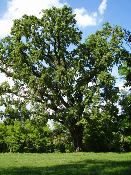 Alberi monumentali, la farnia di Guarda di Sotto, Fiume Veneto (PN)