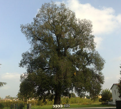 Alberi monumentali, l'olmo campestre di Villanova sull'Arda (PC)