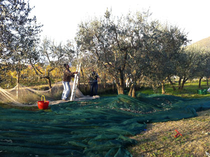 Olivo, è il momento della raccolta (e l'olio nuovo si avvicina...)