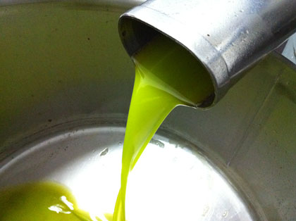 Olivo, è il momento della raccolta (e l'olio nuovo si avvicina...)
