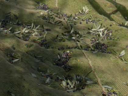 Olivo, è il momento della raccolta (e l'olio nuovo si avvicina...)