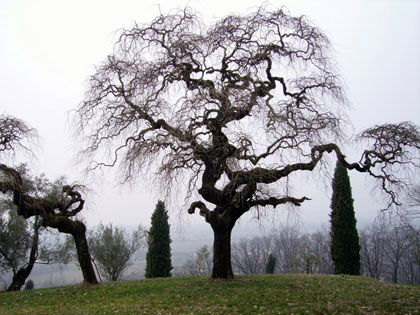 Alberi monumentali, la Sophora japonica di Savorgnano del Torre (UD)