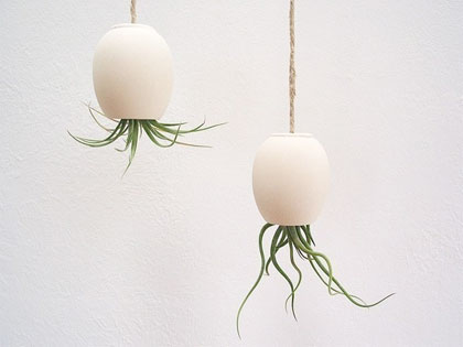 Hanging Air Plant Pod