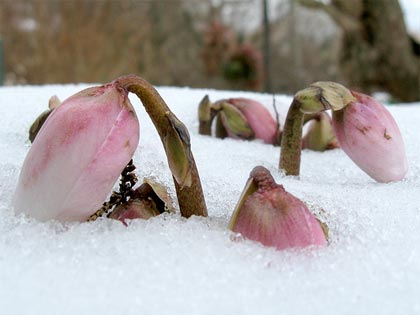 Per chi proprio non si rassegna: l'Elleboro fiorisce in pieno inverno