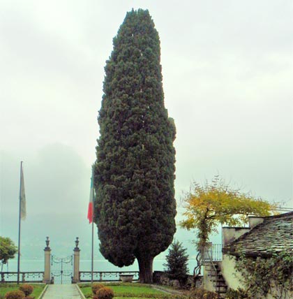 cipresso-orta-san-giulio-no.jpg