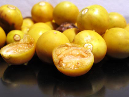 Semi di Solanum torvum, produzione propria! ecco come fare per averli