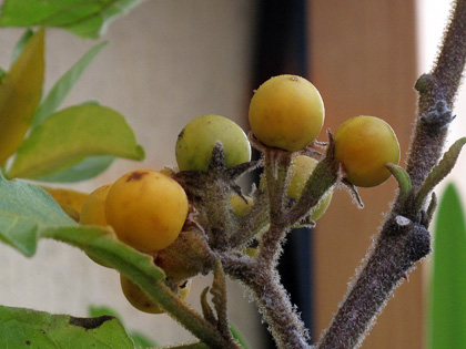 Semi di Solanum torvum, produzione propria! ecco come fare per averli