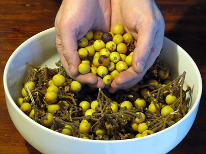 Semi di Solanum torvum (di nuovo) a volontà!