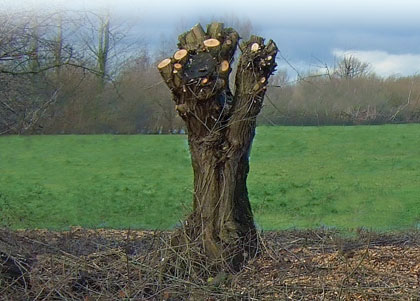 Risultati immagini per capitozzatura alberi