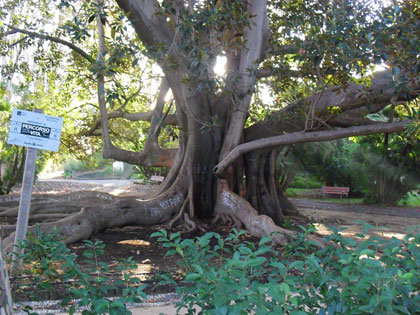 ficus-macrophylla-giardino-bellini-catan