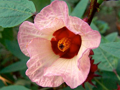 Dal genere Hibiscus molte qualità fitoterapiche interessanti