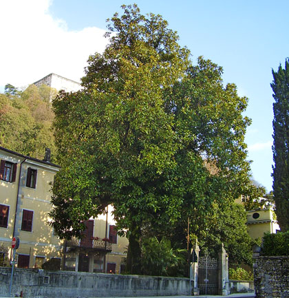 Alberi monumentali, "la magnolia della Contessa" a Polcenigo (PN)