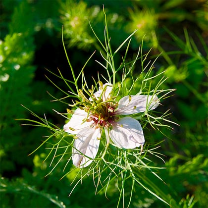 Nigella sativa, regolatrice del sistema immunitario