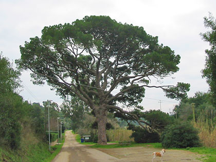 pino-di-Monserrato-Isola-d-Elba-LI.jpg