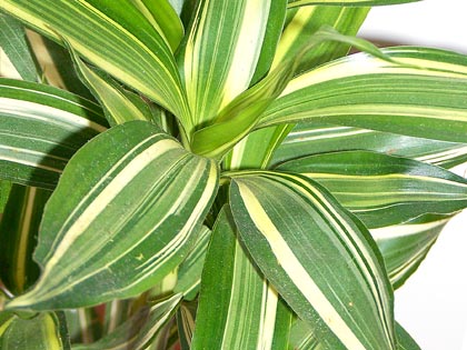 Piante che purificano l’ambiente domestico: Dracaena deremensis