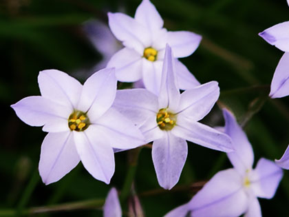 Fiori in inverno, Ipheion uniflorum