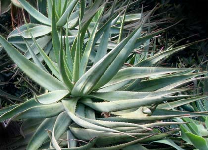 Dall'agave alte rese di biocarburanti ecosostenibili