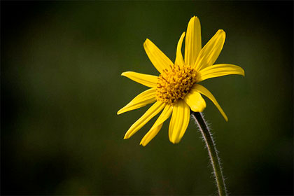 Arnica montana, ottima per traumi e contusioni