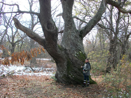 Alberi monumentali, il castagno secolare nei pressi di Adrano (CT)