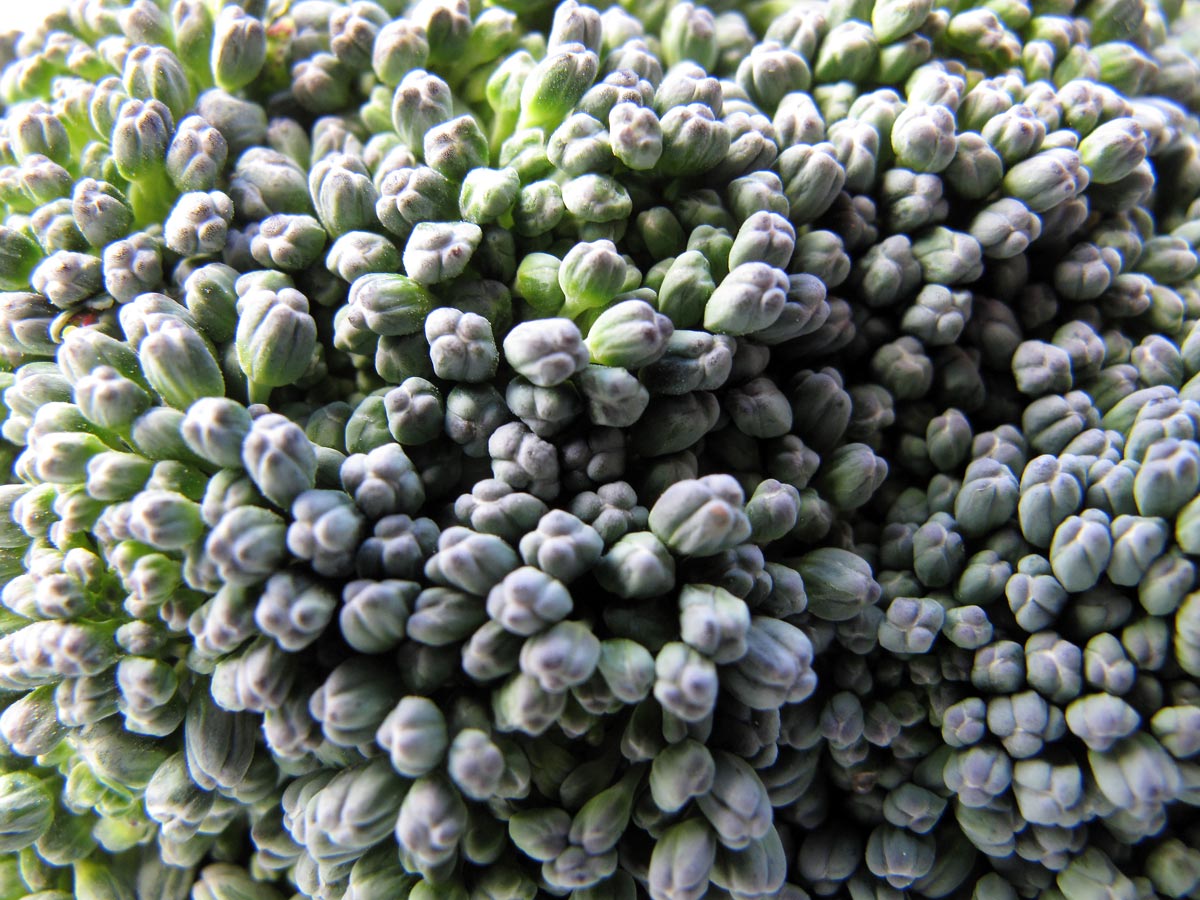 Brassica oleracea var. italica, il Cavolo broccolo