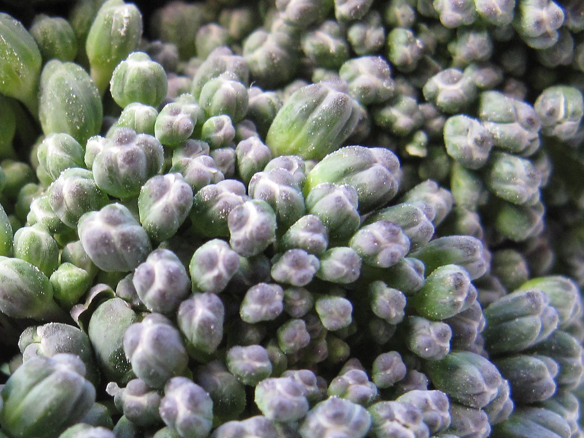 Brassica oleracea var. italica, il Cavolo broccolo