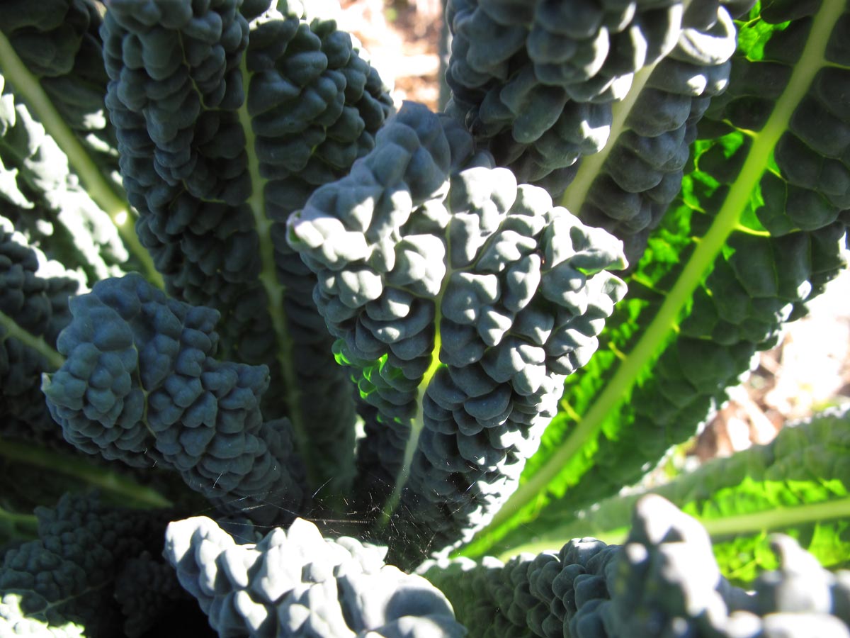 Brassica oleracea var. acephala, il Cavolo nero toscano