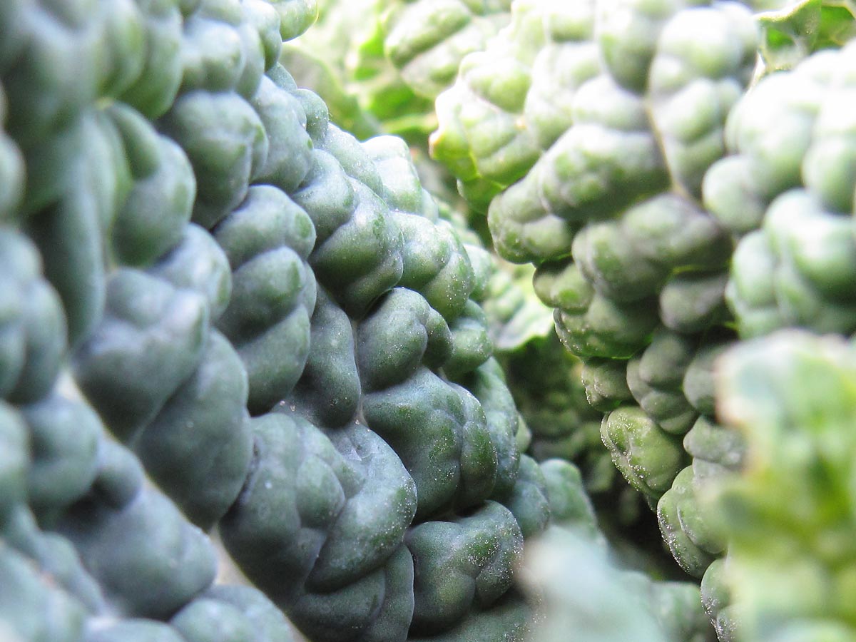 Brassica oleracea var. acephala, il Cavolo nero toscano