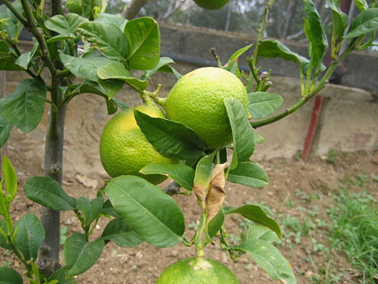 Olio essenziale di Bergamotto, disinfettante e cicatrizzante