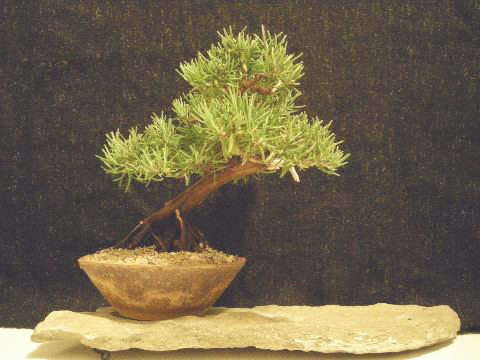 Un Bonsai Inusuale Il Rosmarino Florablog