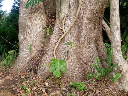 La canfora si estrae principalmente dal Cinnamomum camphora