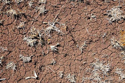 I cambiamenti climatici rendono i prodotti agroalimentari più pericolosi per la salute?